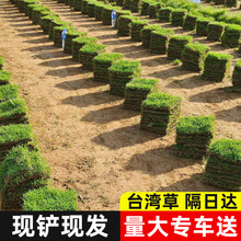 草坪真草皮台湾青马尼拉大叶油工程专用基地种植量大从优现铲现发