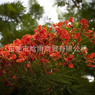 ɢ�b�P��ľ�N�Ӽt�����ľ ���P�N�� ��� �L���� �G����ľ�����l