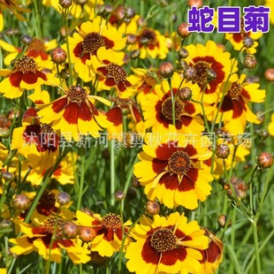 Snake-Eye Chrysanthemum Seeds Are Easy to Grow in All Seasons, Balcony Potted Green Plants, Tianshan Snow Chrysanthemum Seeds, Sea of ​​​​Flowers, Two-Color Coneflower