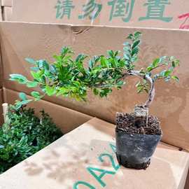 悬崖榆树造型榆树盆景室外阳台盆景室内办公室桌面盆栽盆景耐观赏