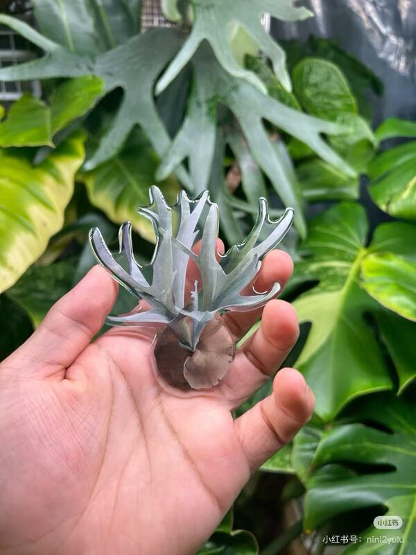 植物の魔法】熱帯の珍しい植物のアイデアの緑の植物の冷蔵庫は緑の植物の装飾の植物のシリーズの冷蔵庫を貼って貼ります。|undefined