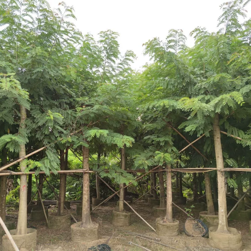 2109 Поставка железного ножевого дерева с грудным диаметром 15-20 см мешка саженцы искусственных саженцев зеленое дерево Муниципальное каркасное дерево