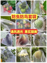 草莓套袋防虫网袋子防鸟用防果蝇纱网无花果网罩神器果蔬樱桃蓝莓