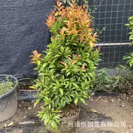 盆栽;灌木;观赏凤梨