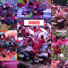 ������ˮ����ԟo�������̼���ֺ��B�쾰��ľ����߶�ϡ��Ұ�iad