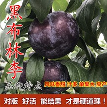 ڲ ڲ  ڲ֘ ޽ӹ箔Y