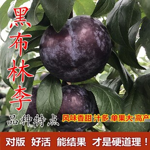 �ڲ��������� �ڲ����� ����� �ڲ��֘��� �޽ӹ����箔��Y