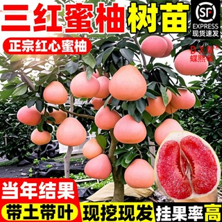 柚子树苗嫁接苗柚子树大树苗庭院耐寒南北方种植地栽盆栽当年结果