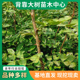 ���ػ��������l ��t�ۻ����������Ե��� ʳ�üt������