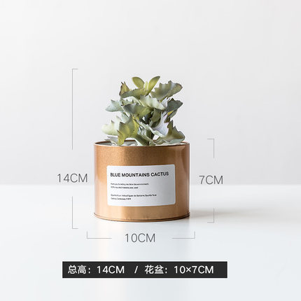 골드 주석 + 3 색 멀티 치아 잎