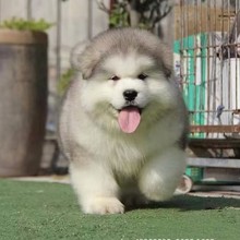 纯种阿拉斯加犬幼犬活体雪橇犬大型犬巨型犬黑灰红阿拉斯加