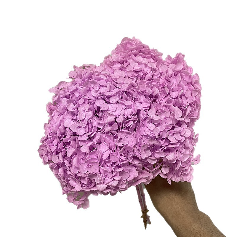 Yunnan Anna Hydrangea Flower Wholesale DIY Flower Preservation Flower Materiales de Regalo de Navidad