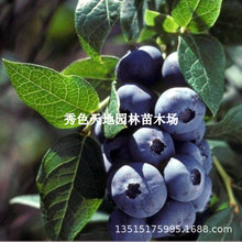 Y{ݮ箔YˮꖹͥԺԷNֲϱ̨{ݮ