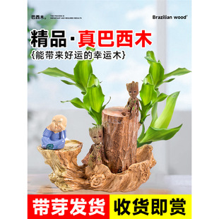 Real Brazilian Wood Groot Lucky Wood Open Flower Hydroponic Plant Indoor Water-Raised Green Plant with Buds Potted Small Tree Man