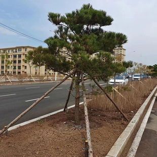 �������l���;��^�� ͥԺ�Ƶ�G�����ͺ��� �@���쾰������������