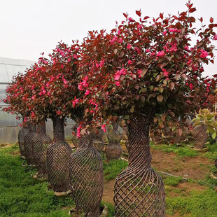 �������Ĉ@�����;��^ ��ƿ��ˇֲ�� �@�ֹ��̾��^�G�����Ę���