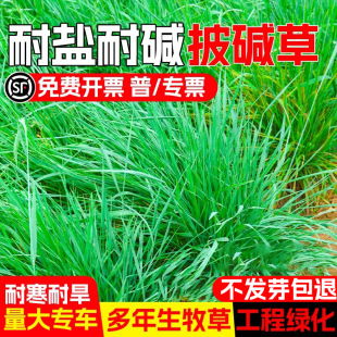 Alkaline Grass Seeds, Foxtail Grass, Chinese Fescue, Evergreen Grass, Livestock and Poultry, Cattle, Sheep and Pig Forage, Greening and Slope Protection Grass Seeds