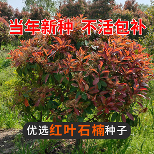 �¼t�~ʯ骷N���ļ�����G�h�G����N�Ӽt�_�e����tʯ骘�N��