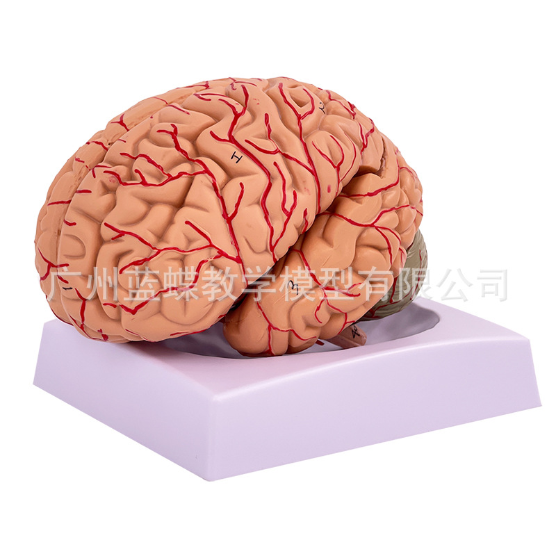 ��Ȼ�����񾭽�����ģ�� 9���� �����񾭽ṹ����ģ�� ������ģ��