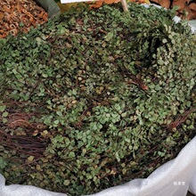 猪鬃草500克 铁线蕨 铁线草水猪毛七猪毛草黑骨芒箕真货好货