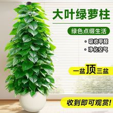 ��G�}���_�I�����҃ȴ��;Gֲ�͏dֲ���k���҃����՚����ȩ