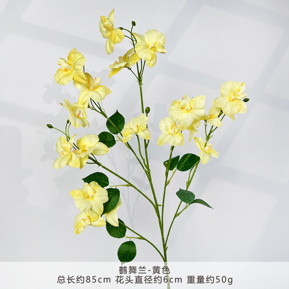 WP-鹤舞兰-黄色