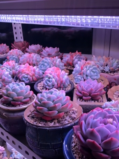 ?T8T20ȫ���Vֲ���a��������ͽ��ɫ�҃Ȼ��ܟ�ֲ�����߲����L