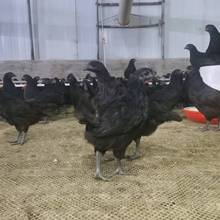 散養綠殼黑蛋雞五黑一綠雞苗五黑蛋雞 小雞苗養殖出售活體五黑雞
