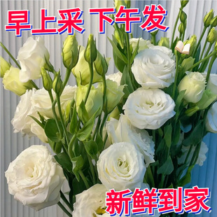 Yunnan Kunming Platycodon Flower Base Fresh Flowers Directly Delivered to Living Room Home Flower Arrangement Water Cultured Real Flowers Cross-Border