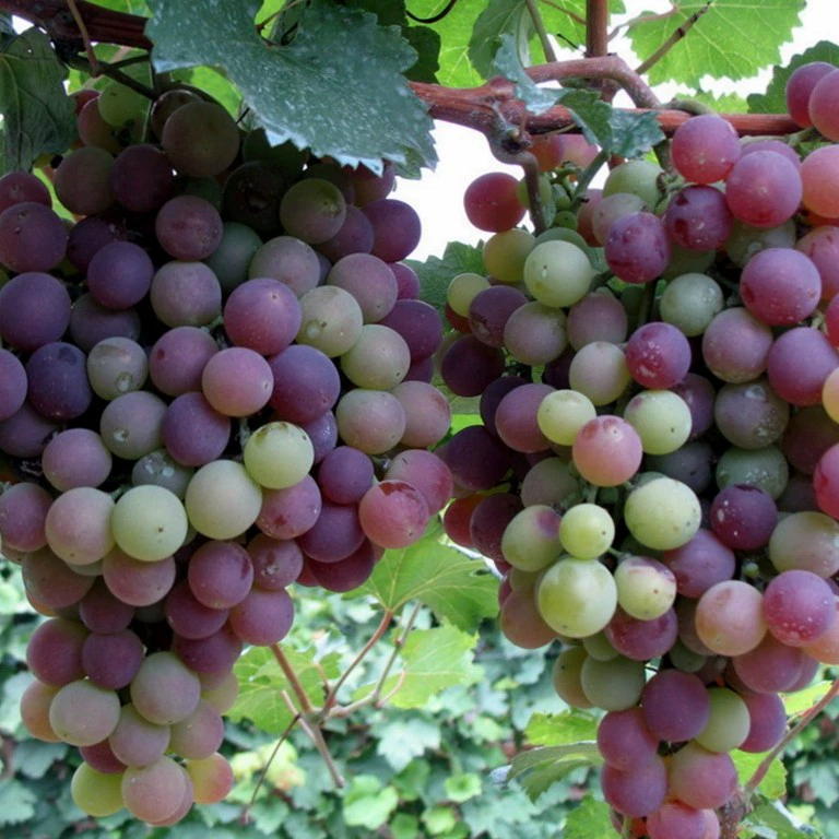 Семена Винограда Горшечные Плодовые Деревья Овощные Семена Винограда Результаты Семена Винограда Соленья Семена Цветов