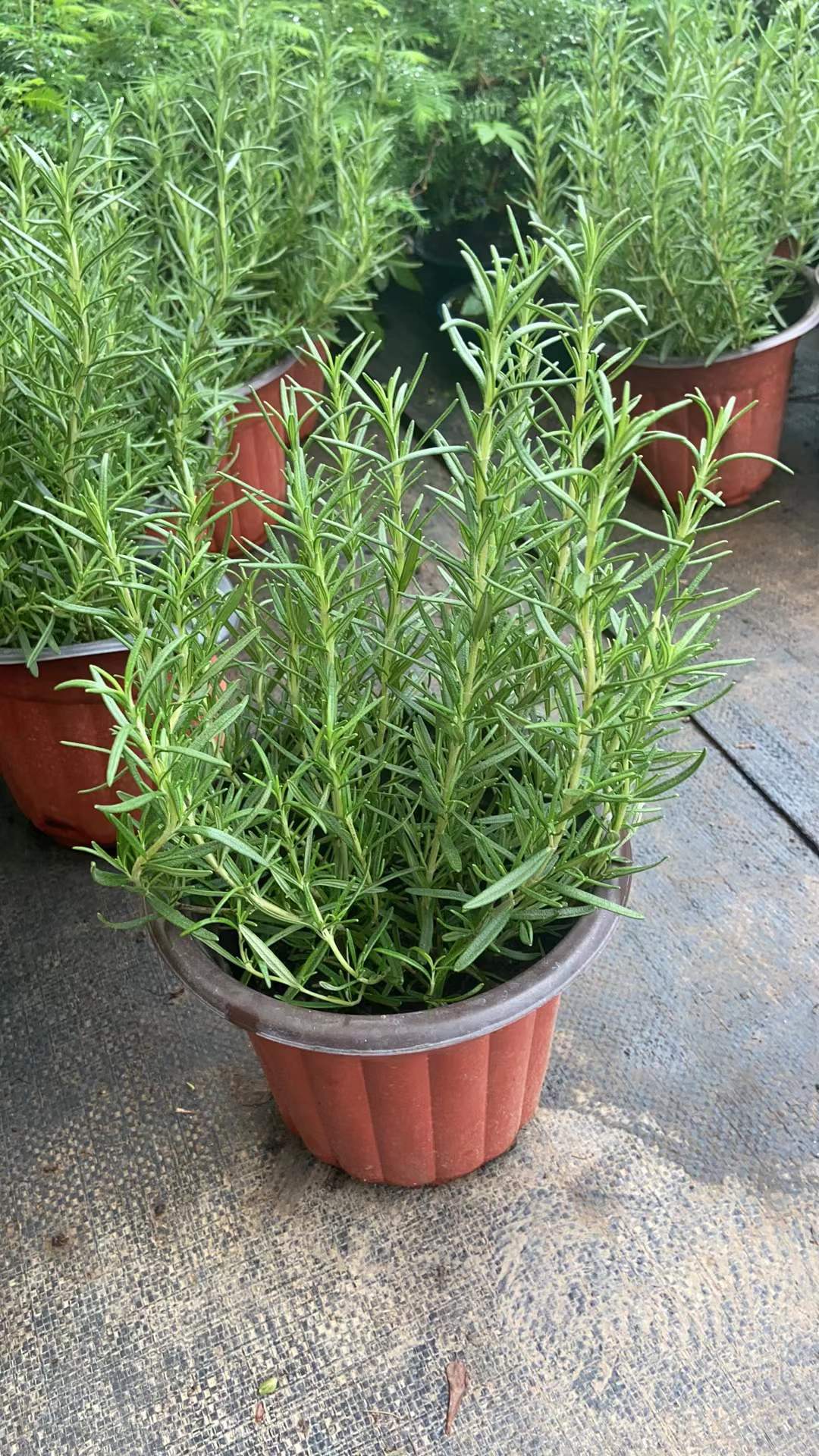 Pot