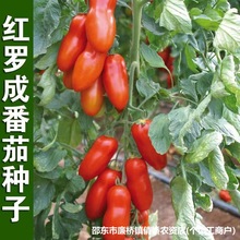 �t�_�ɷ��ѷN���_�RС���t���}Ů���߲˷N�����̨������ͥԺ����