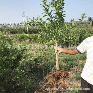 ͻ��˹ܛ�� ��t�� ̩ɽ�t �����Ϸ��Nֲɽ�|�������l��ʯ�����