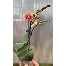 �����m�������p��������m�������Ի����҃��������ļ��r�������L