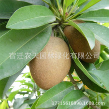 �޽����Ĺ��������S���������ͥԺ�����Ϸ������Nֲ����������