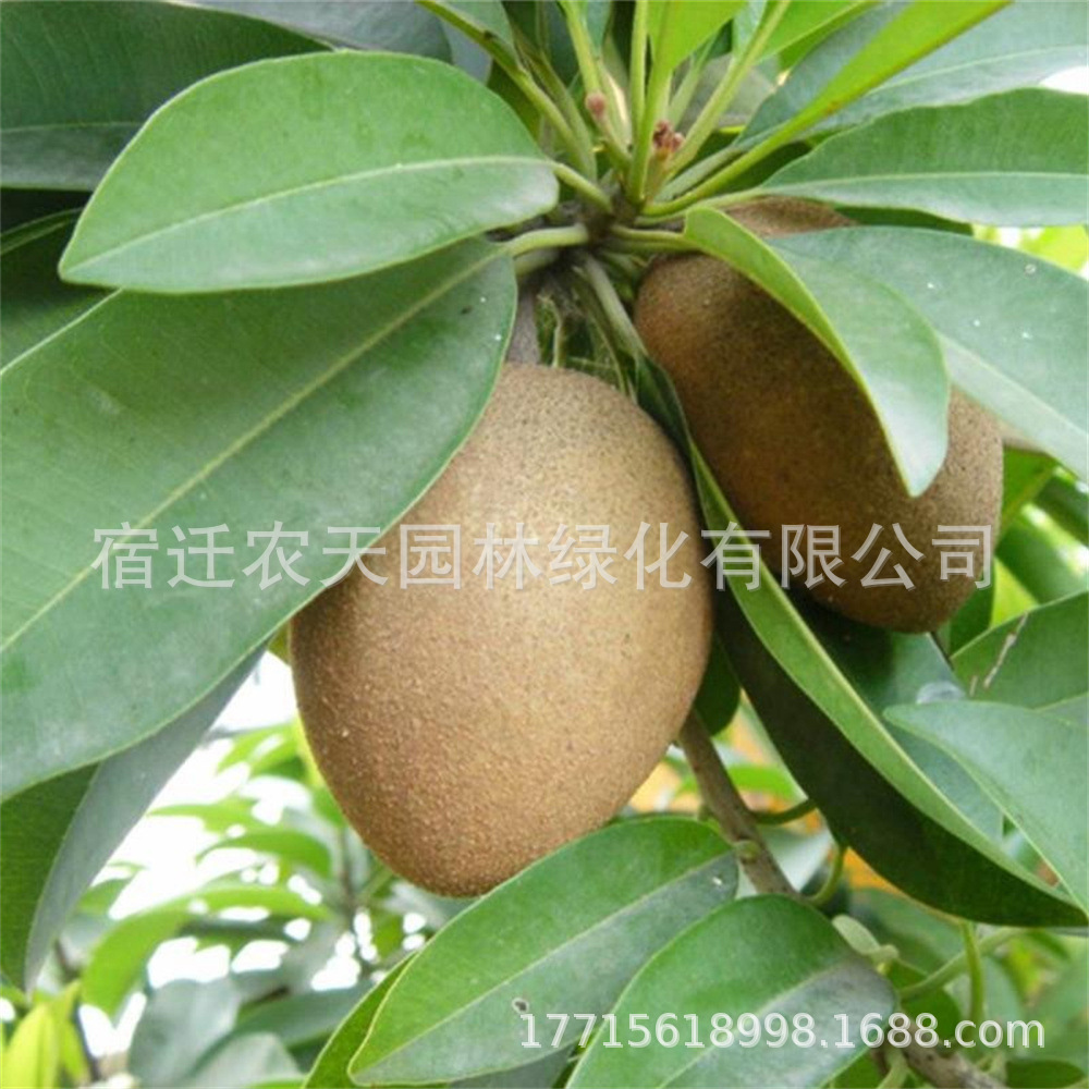 嫁接人心果苗脆甜大黄梨树苗盆栽庭院地栽南方北方种植抗寒果树苗