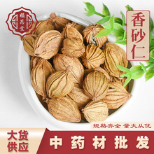 香料王批发现货香砂金砂仁干净阳春砂仁香砂仁个香料春砂仁大货