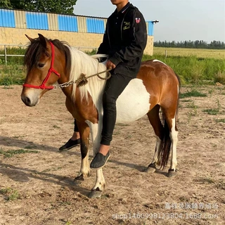上海哪有卖矮马的地方吗 矮马一匹 好养殖的矮马