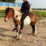 上海地方一匹养殖矮马