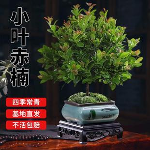 Small-Leaf Red Nan Old Stump Seedlings, Red Sandalwood Micro-Landscape Hydroponics, Easy to Maintain in the Office All Year Round, Golden Nanmu Green Plants