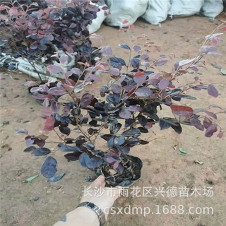 批发红继木杯苗 湖南红花继木袋苗红继木床苗 规格齐全 园林绿化