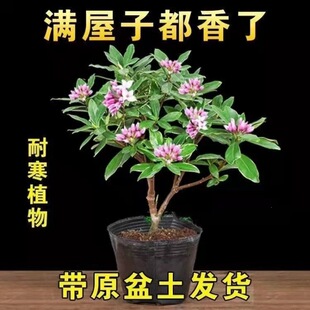 ��߅�����ﶬ����������ؔ���ͺ��辰�Gֲ�����҃�����������