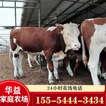 小牛犊多少钱一头，西门塔尔牛养殖场西门塔尔牛肉牛好养