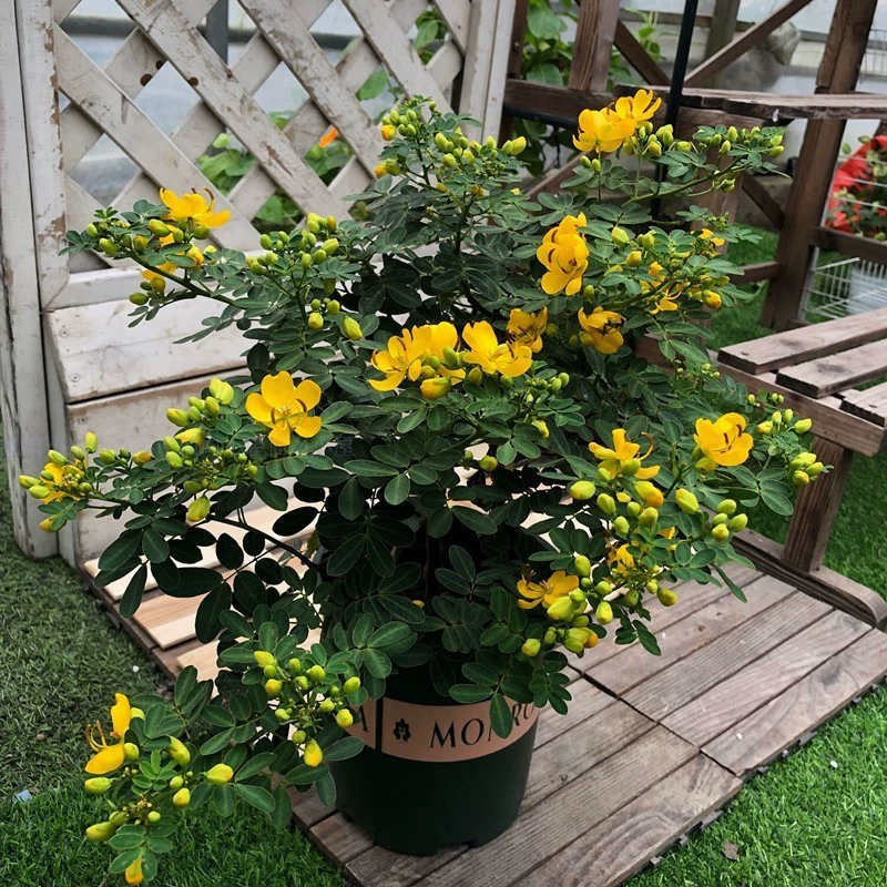 Четыре сезона цветения Золотой сливы в горшках морозостойкие древесные растения Двор Сад Многолетние цветы балкон наружная посадка