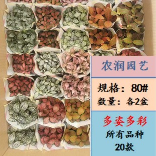 基地直批DIY 網紋草混裝多品種混裝微景觀水陸造景室內配草耐養