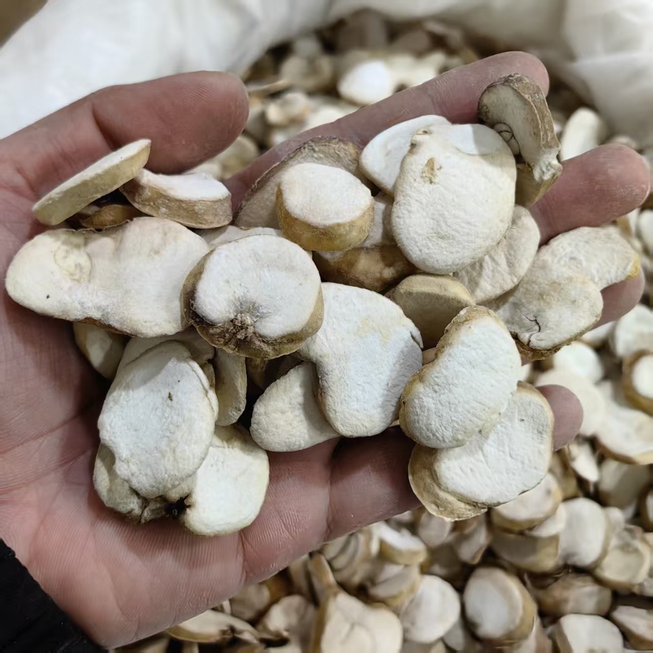 Zhejiang Fritillaria Bulb Powder Zhe Bei Mu 500g Traditional Herbal Ingredient quality and texture