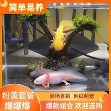 六角恐龙鱼观赏鱼金鱼龙鱼锦鲤冷水淡水鱼蝾螈活物好养懒人鱼包邮