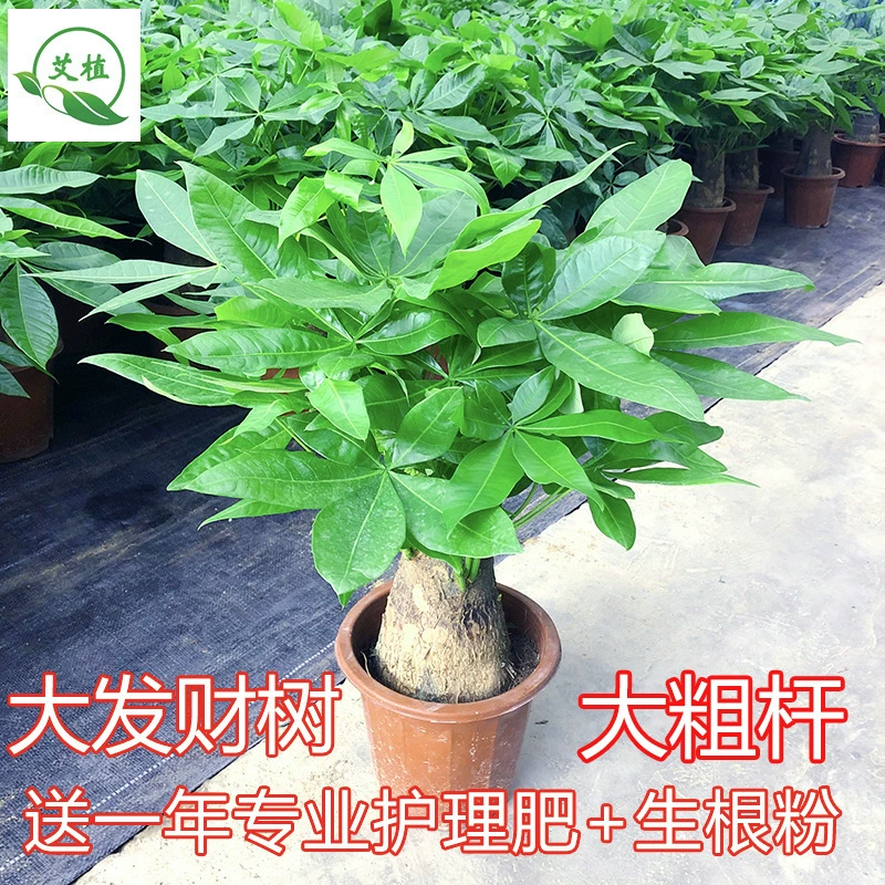 Растение в горшке «Денежное дерево», «Дерево удачи» для гостиной, вечнозеленое круглый год, радиационно-стойкое зеленое растение, комнатный настольный гидропонный цветочный бонсай.
