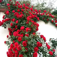 Плодородная роза 50- 60cm крупных саженцев, саженцы плодородной розы, плетеная стена, очень крупные цветы, горшечные растения, цветущие в любое время года.