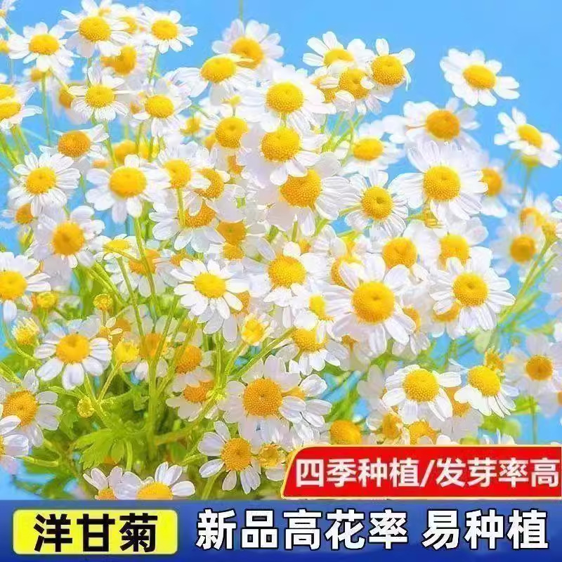 Semillas de flores semillas de cuatro estaciones al por mayor estrella de sol cosmosa de flores